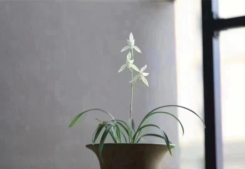 精品兰花四季兰建兰矮种～黄山雪～花期带花苞