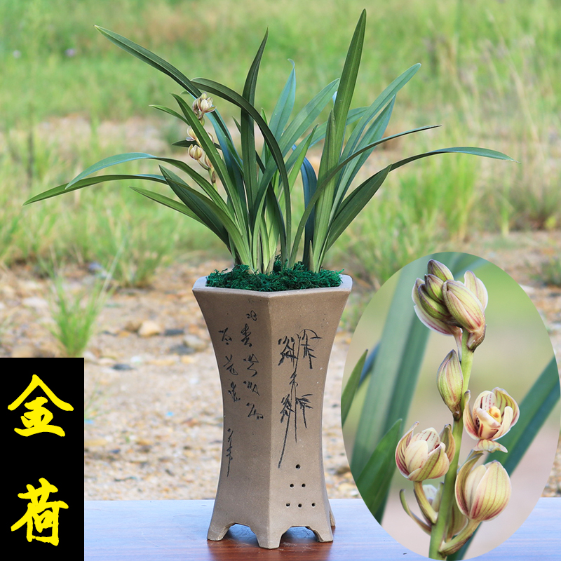 绿植浓香型兰花苗