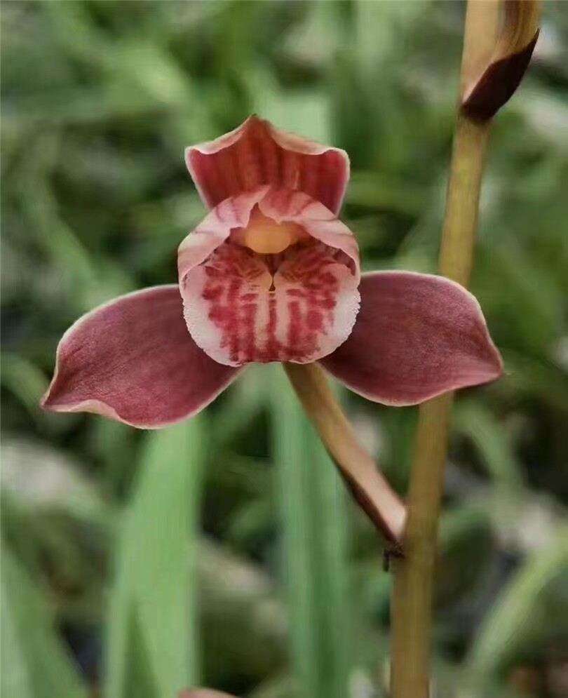 精品兰花建兰四季兰吉祥喜庆小盆栽～如意红荷～花期带浓香花苞
