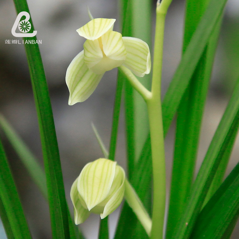 如意素荷 高档莲瓣兰名品荷瓣素心云南兰花绿植盆栽花卉兰花苗