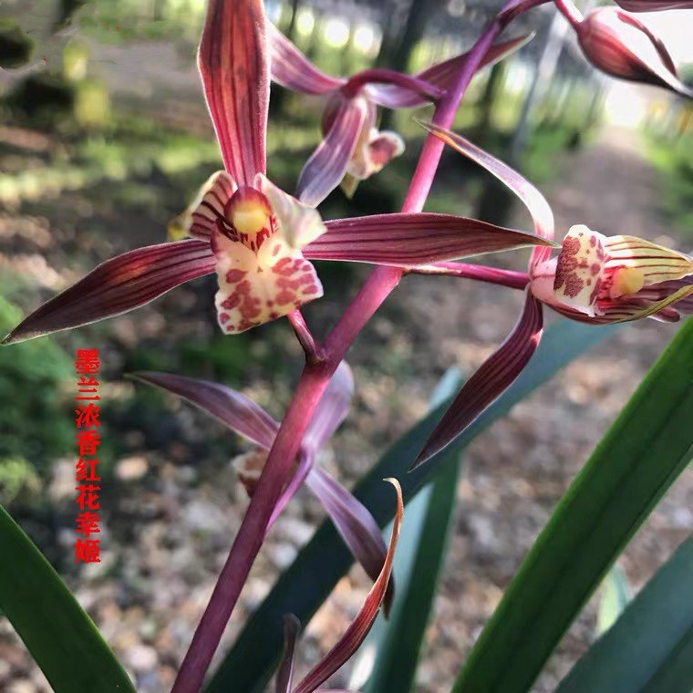 兰花苗红花墨兰(幸姬)春节开花高档铭品正宗国兰室内盆栽