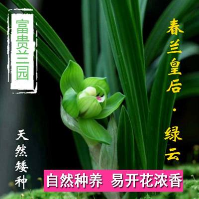 矮种兰花绿植盆栽清仓价