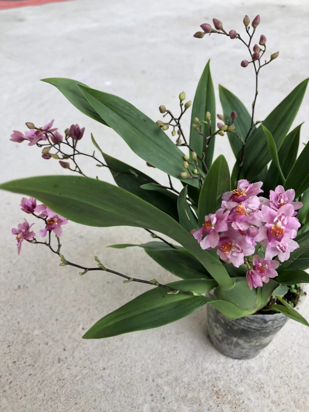 漂亮文心兰～粉色梦香～易花好养优雅室内绿植盆栽