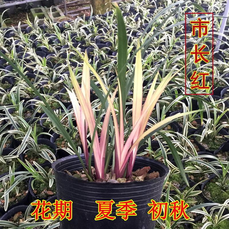清仓价老种兰花市长红 经典建兰红花四季兰花开漂亮花卉