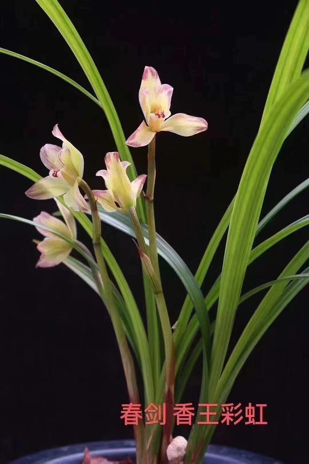 精品兰花传统老种春剑复色花～香王彩虹~带花苞~特价促销