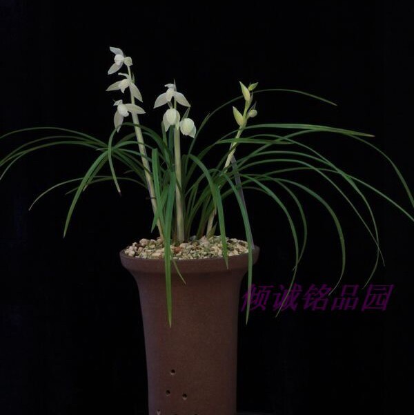 兰花 莲瓣兰 色花(冰美人)60/苗