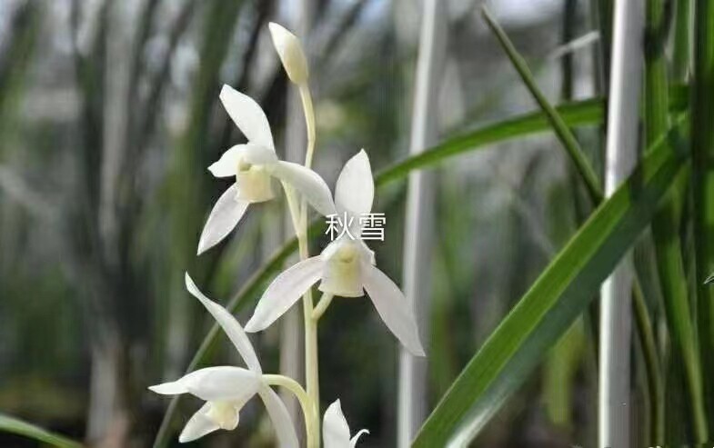 精品兰花老种四季兰建兰雪白素～秋雪～花期带浓香花苞好养包邮