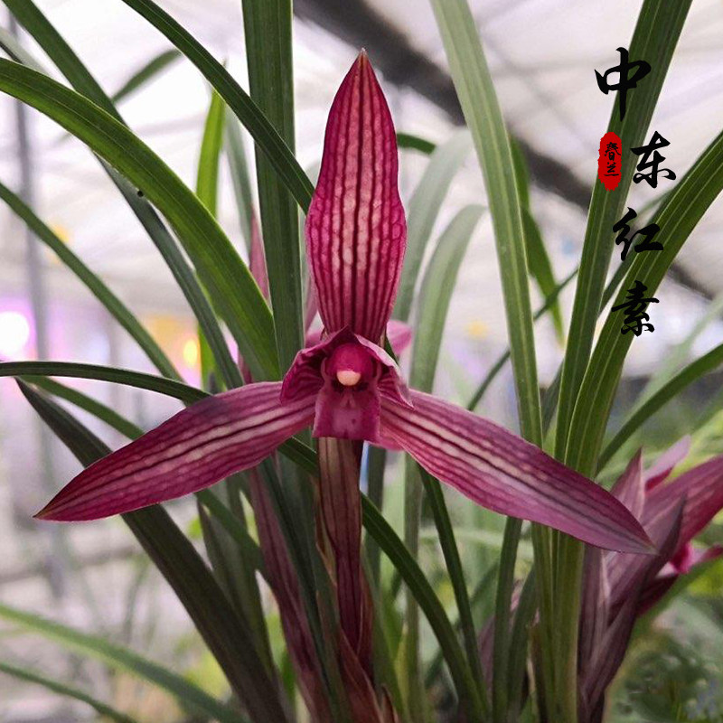 浓香兰花 中东红素 春兰红草红花万红素室内外绿植盆栽易养活花卉
