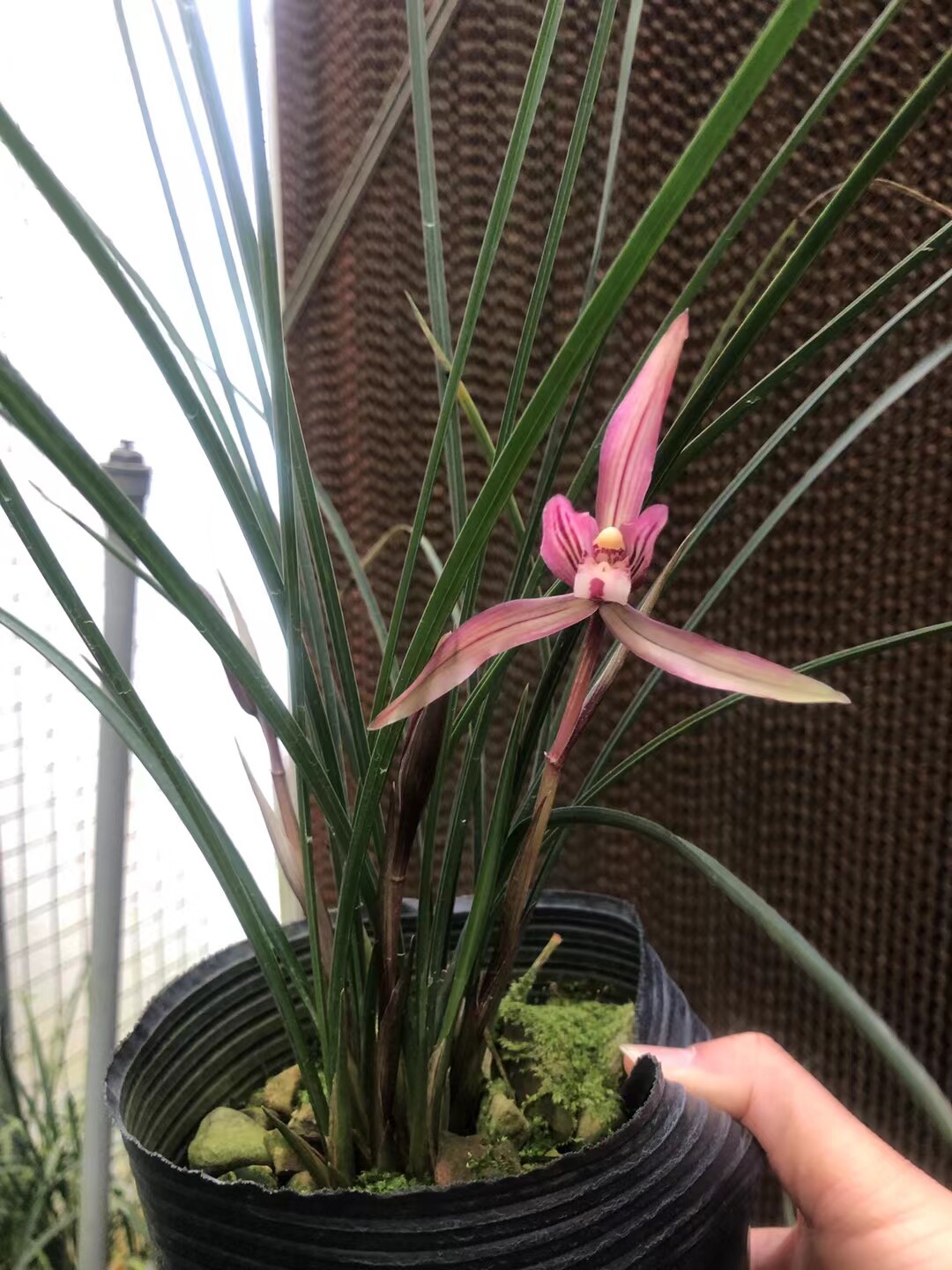 针细兰花红花春兰~吴凤~带多多花苞雅致细腻