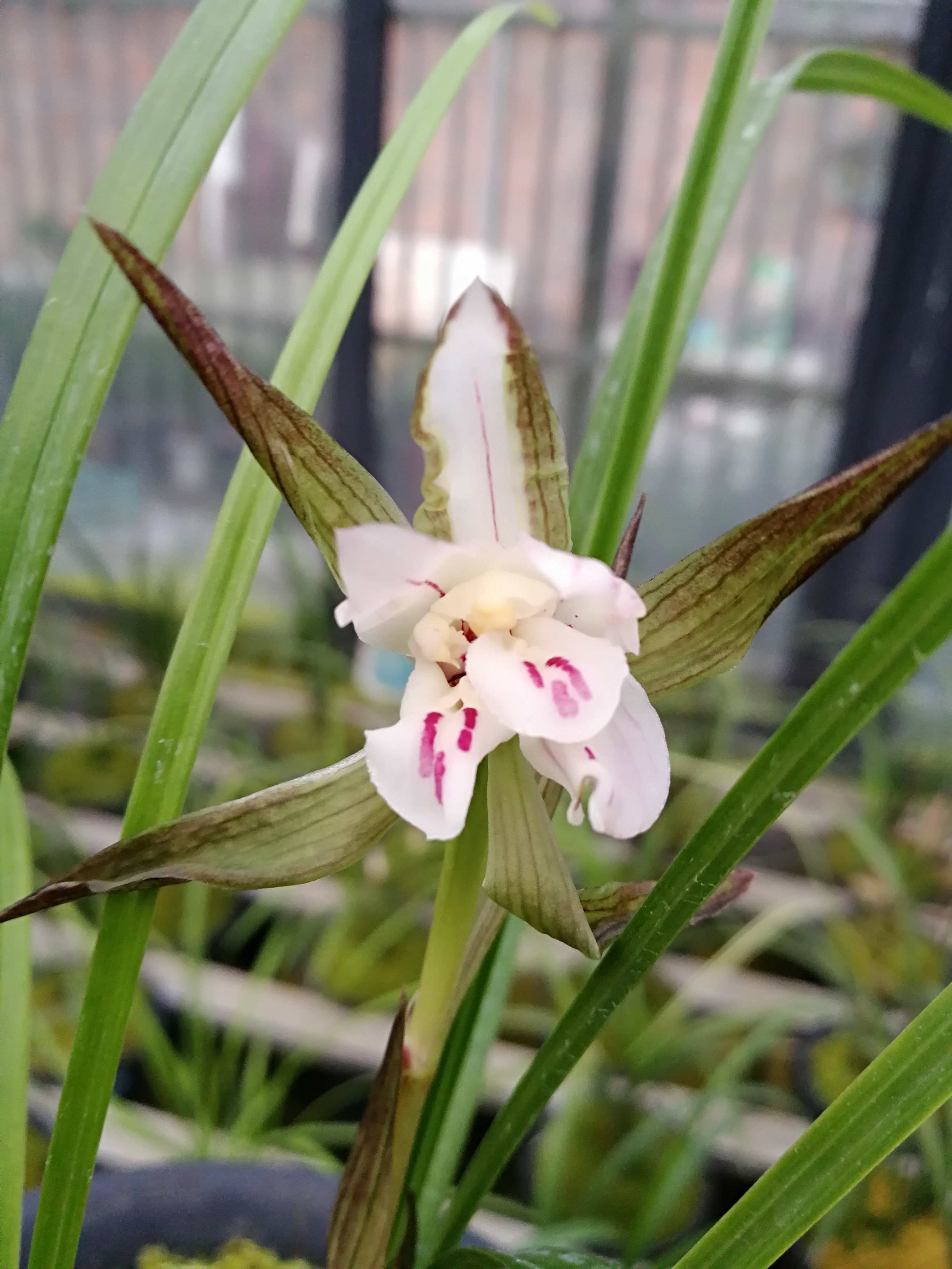 超香稀世珍品兰花春兰奇花白狐室内浓香植物兰花苗盆栽观花