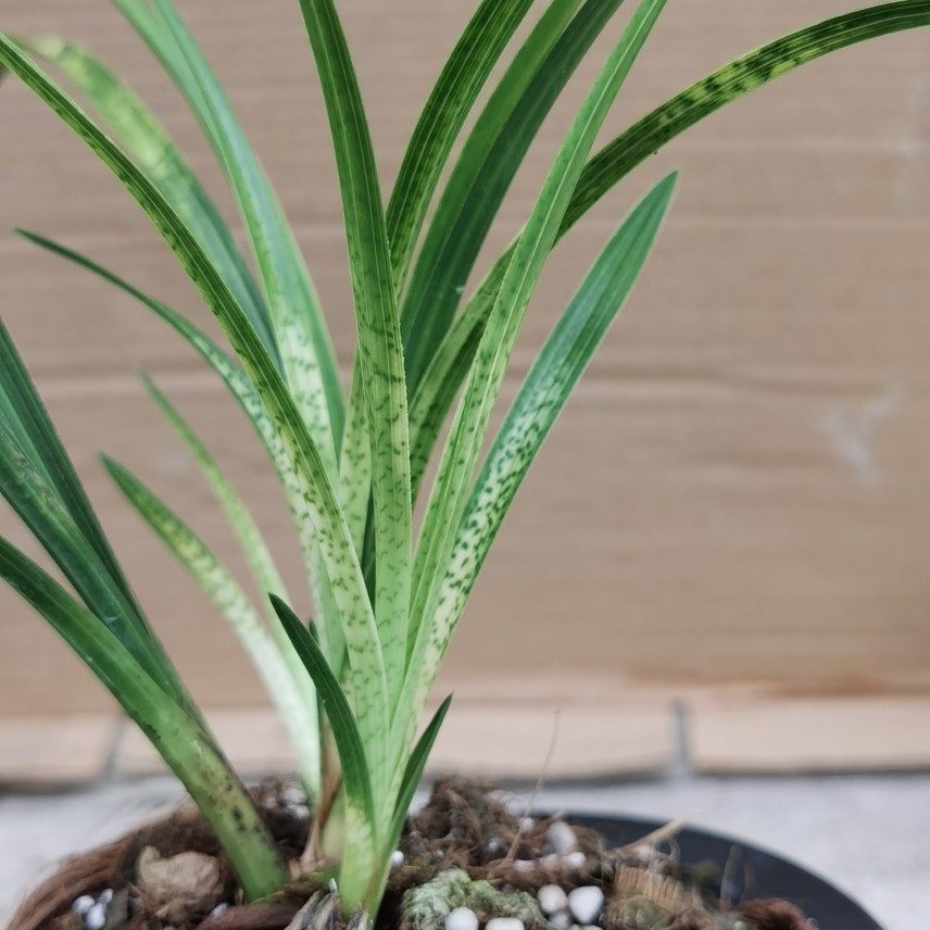 精品兰花春兰蛇皮斑艺 高档兰花数量稀少开花超香浓香室内盆栽