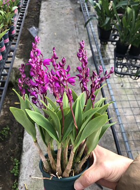 精品兰花年宵网红花卉~红花香水石斛中国龙黄金牡丹蝴蝶兰