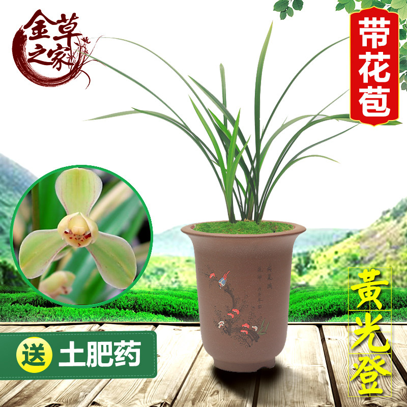 兰花苗 黄光登梅 建兰八大名品老八种传统梅瓣浓香绿植夏季带花苞