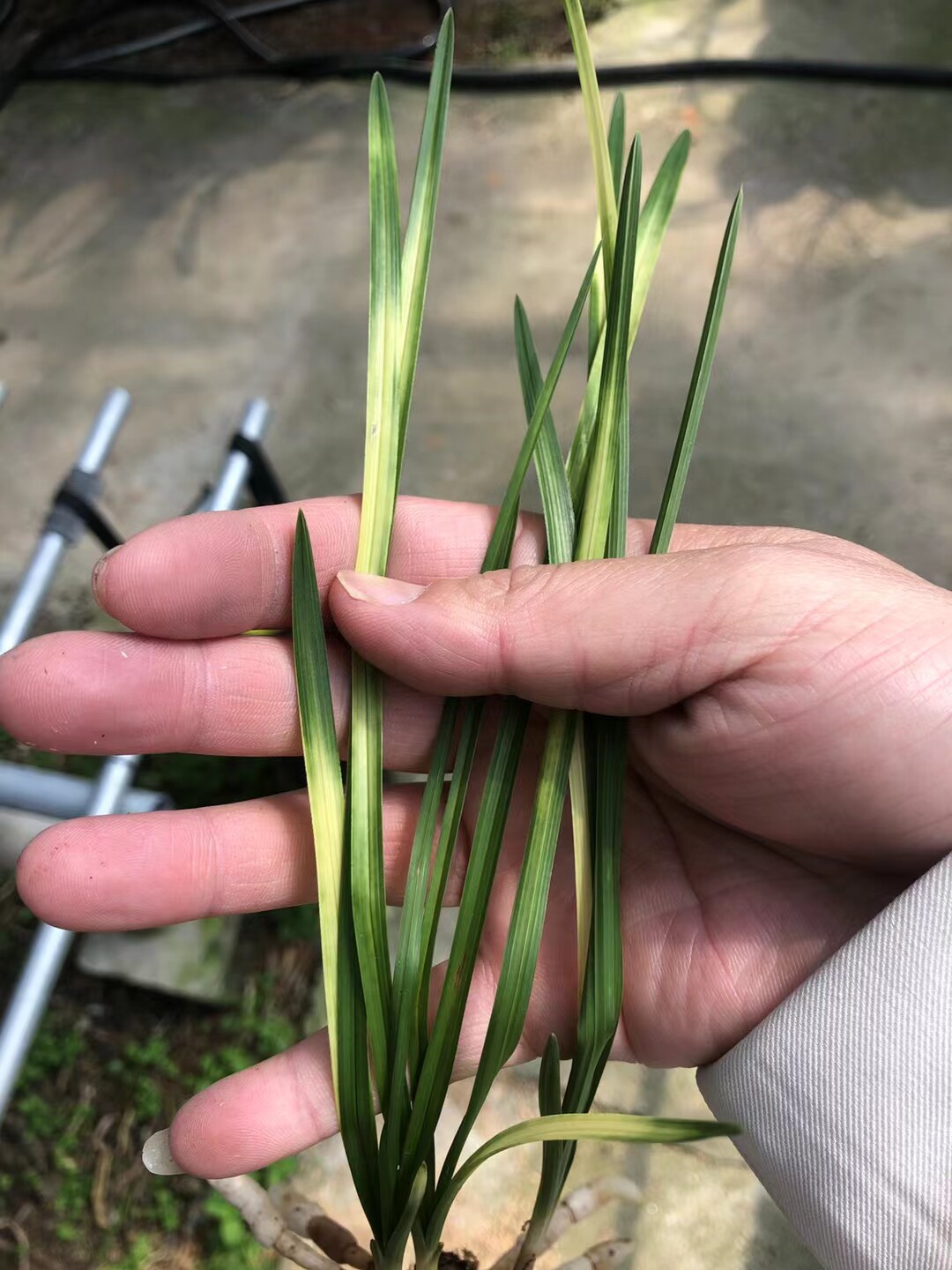 精品兰花蕙兰红香妃粉斑艺室内绿植小盆栽花期带浓香花苞