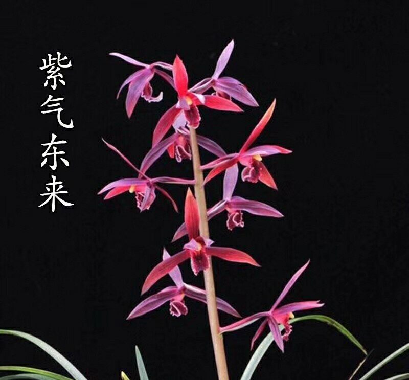 清仓价自然老种兰花苗 蕙兰【紫气东来】阳台花卉绿植盆景
