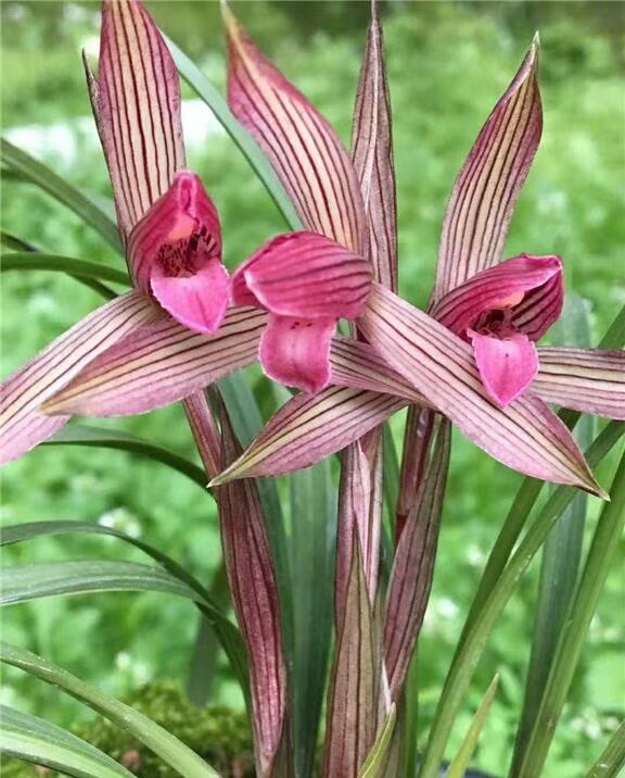 自然老种兰花苗盆栽  春兰【红楼梦】浓香室内绿植花卉盆景