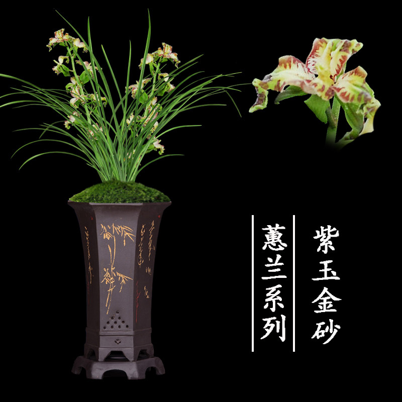 兰花盆栽植物室内蕙兰浓香无花苞好养客厅紫玉金砂名贵极品兰花苗