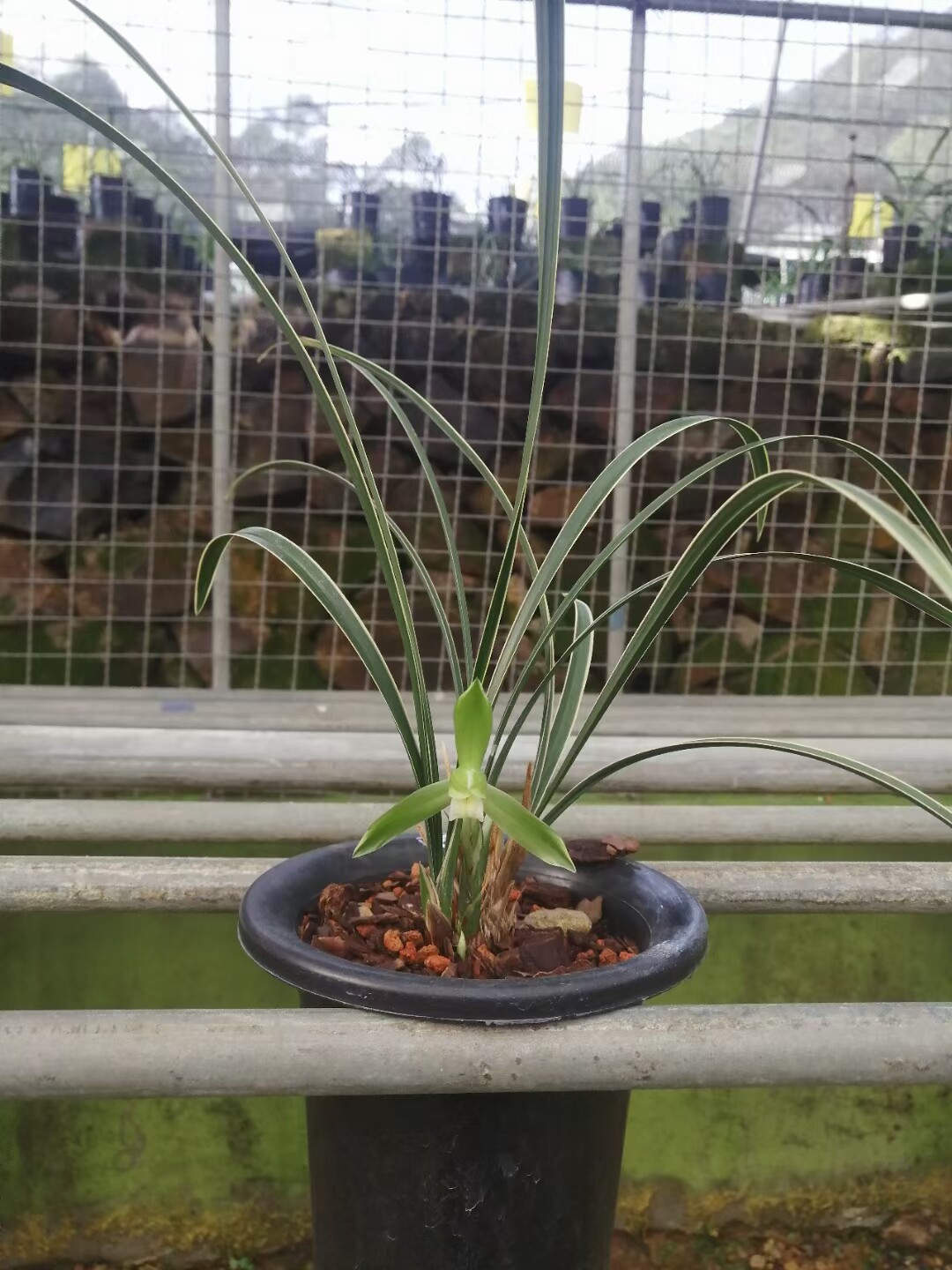 精品兰花自然老种春兰老品种～老文团素覆轮艺～花期带浓香花苞