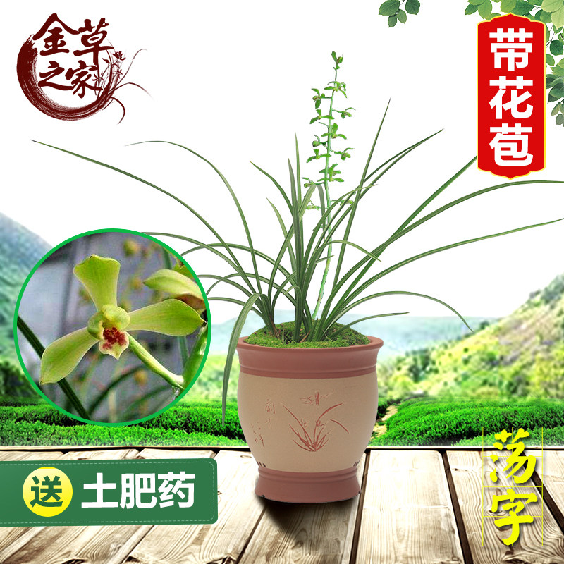 兰花苗 荡字 蕙兰名品老八种赤蕙浓香大一品关顶程梅 冬季带花苞