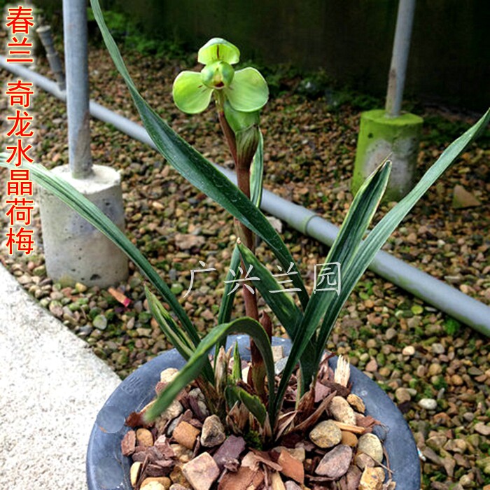 矮种春兰水晶荷瓣花卉绿植盆栽
