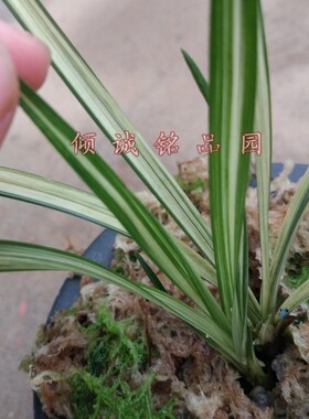 兰花 实拍 春剑艺草 （春剑中透线艺 ）