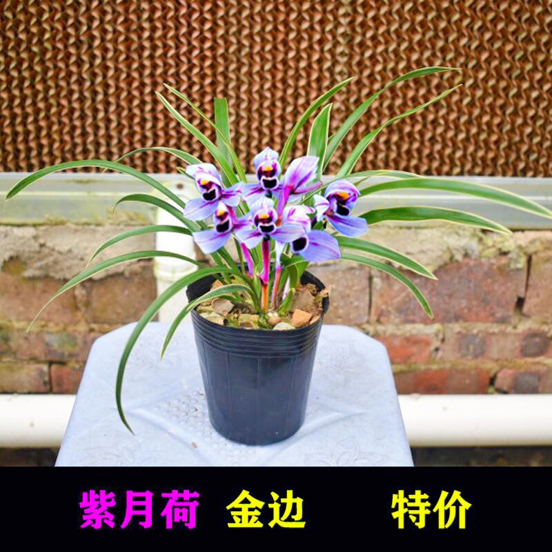 浓香型兰花苗建兰金边兰紫月荷浓香型花卉 办公室内花卉绿植