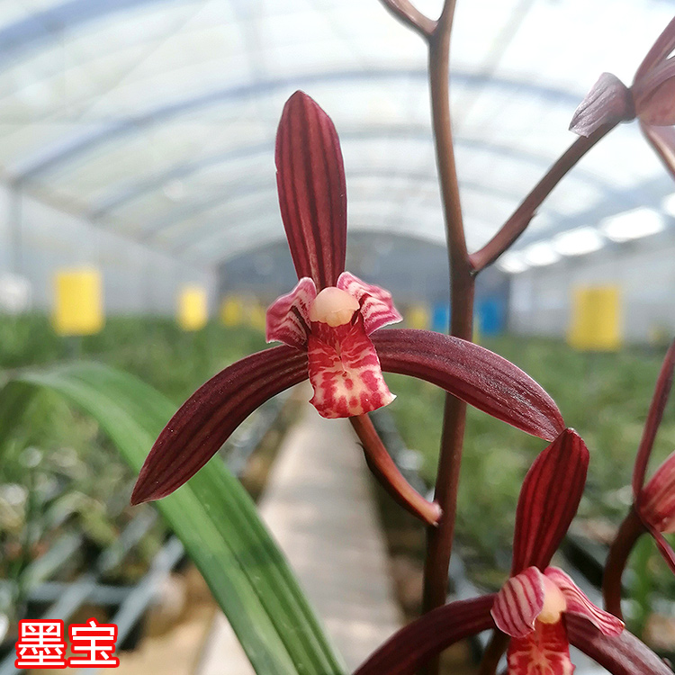 名贵稀有品种好养易活特级兰花