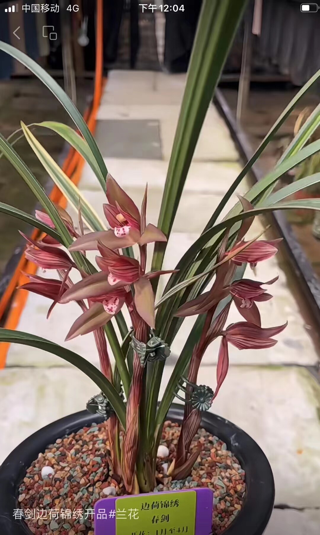 精品兰花老品种春剑边草线艺～边河锦绣～花期带花花卉绿植盆栽