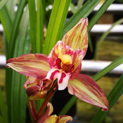 四川复色原生种自然栽培花苞