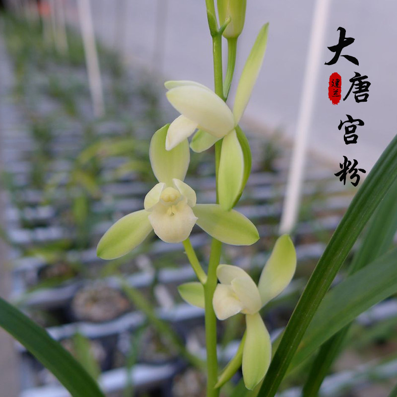 兰花大唐宫粉 建兰四季兰 浓香花卉阳台客厅室内外绿植盆栽易养活