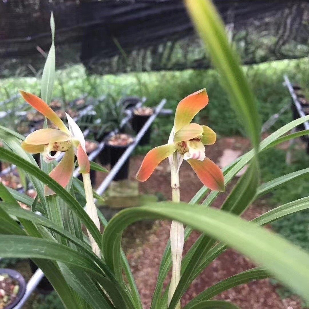 精品兰花极品浓香色花～极红～花期带花苞特价