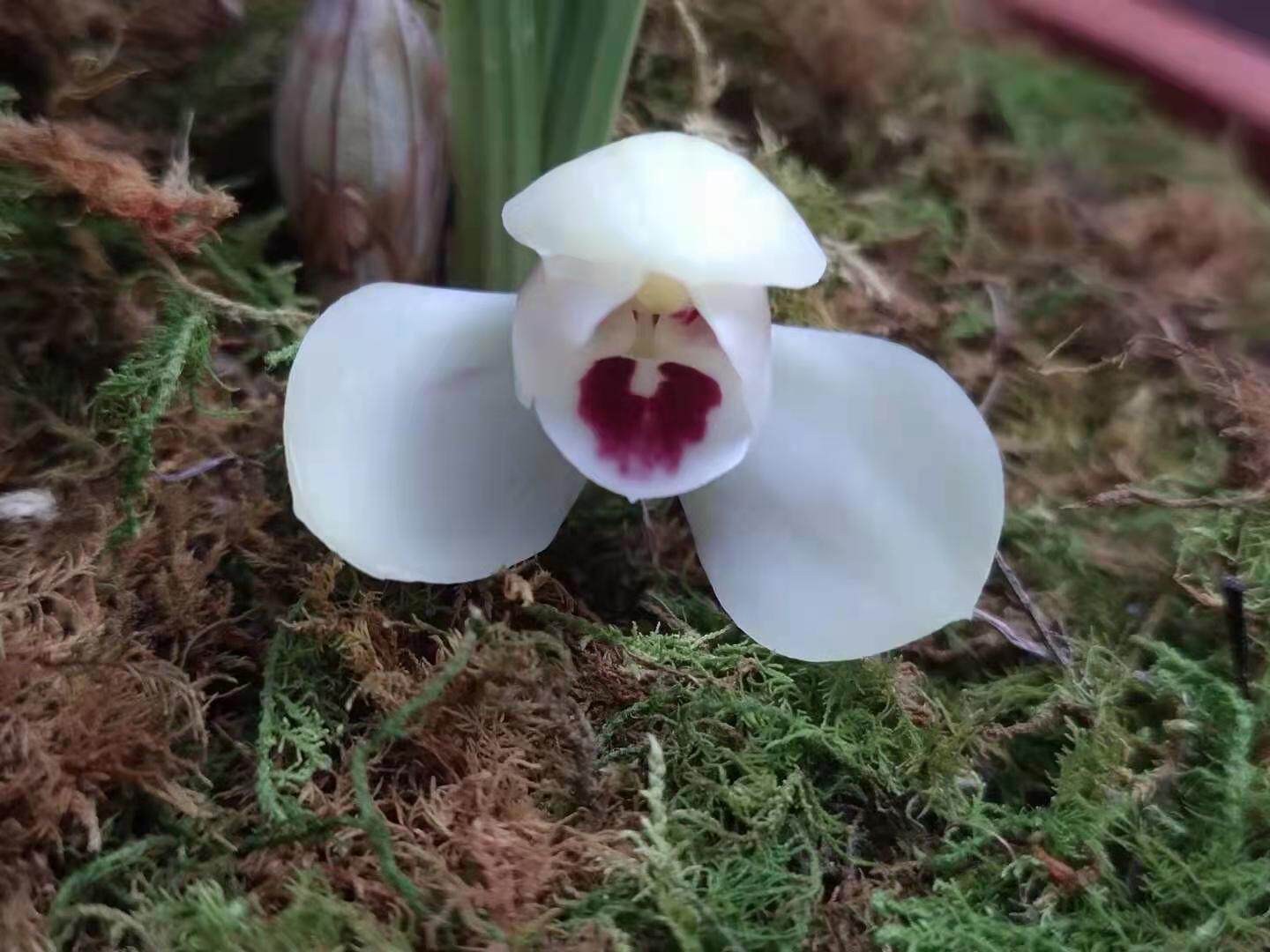 兰花苗春兰正品白荷浓香花苞好养易活抗病能力强花卉