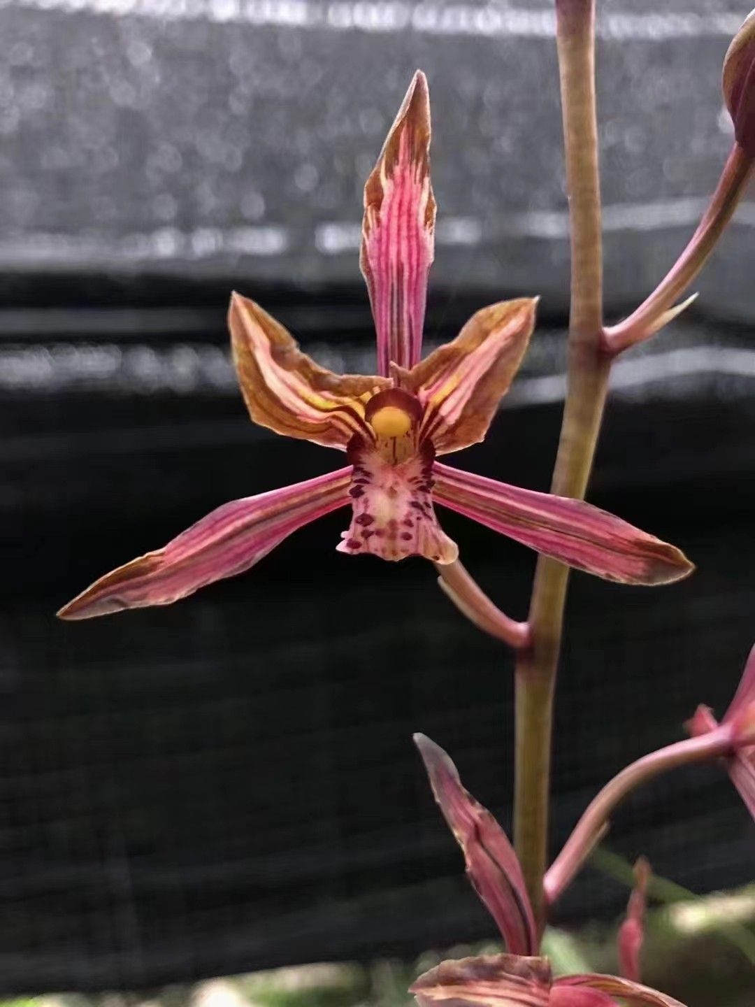 精品兰花墨兰进化中透艺～藏龙～花艺双全花期带浓香花苞包邮促销