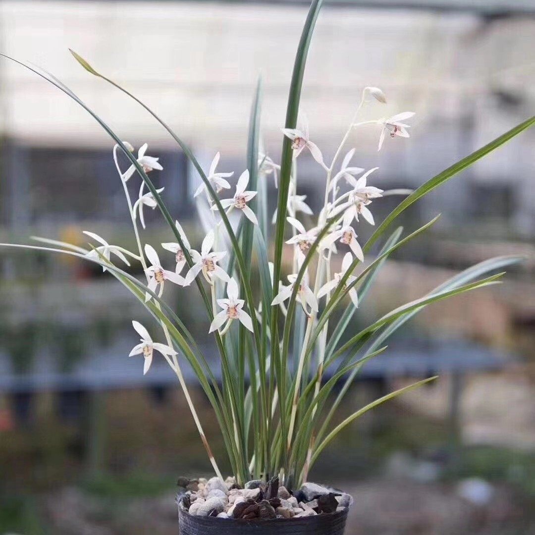 精品兰花建兰四季兰色花极品云卉易花自然老种好养漏风漏雨栽培