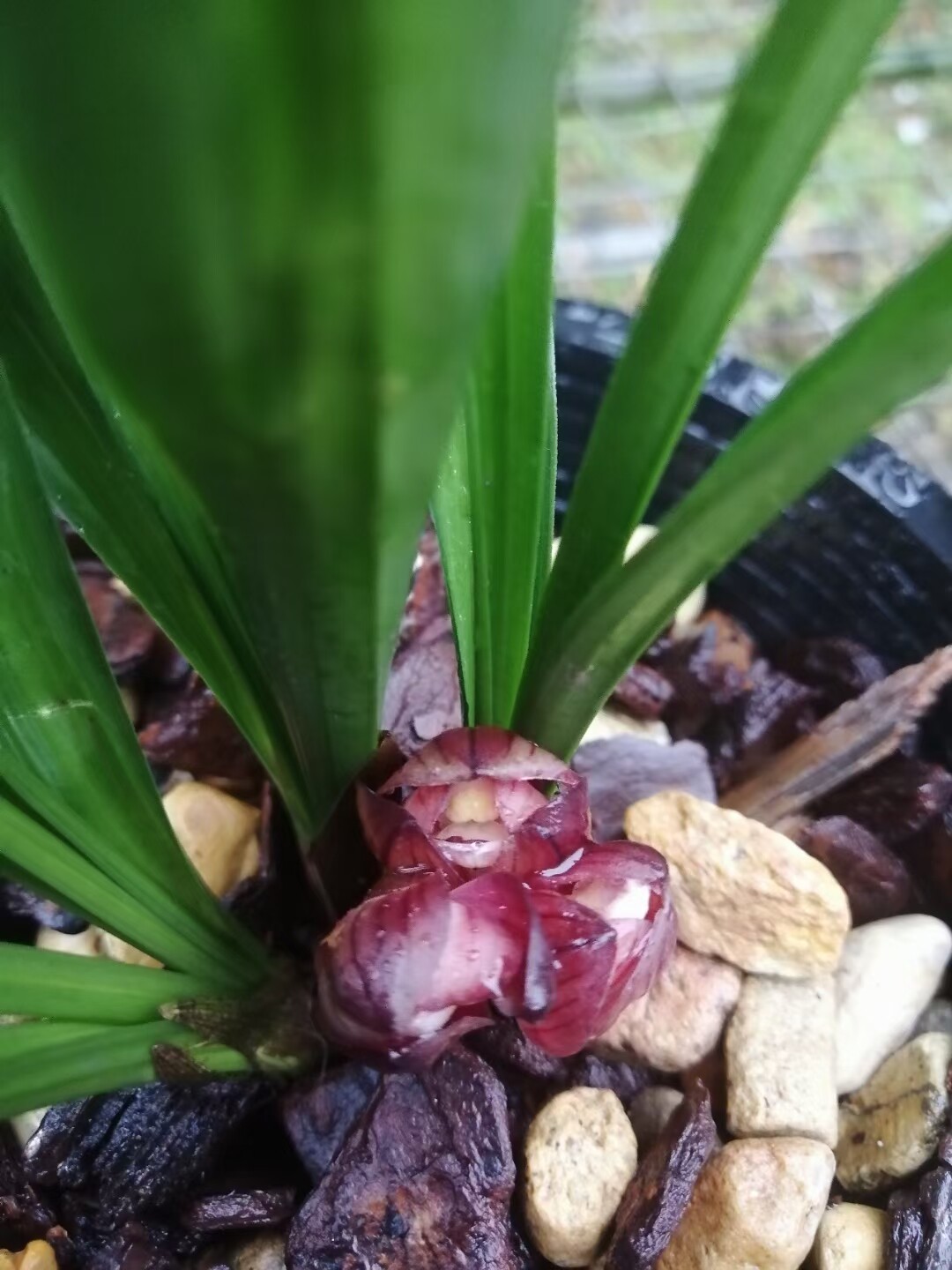 精品兰花矮种春剑正格荷瓣～东帝魔荷～花期带浓香花苞室内花卉