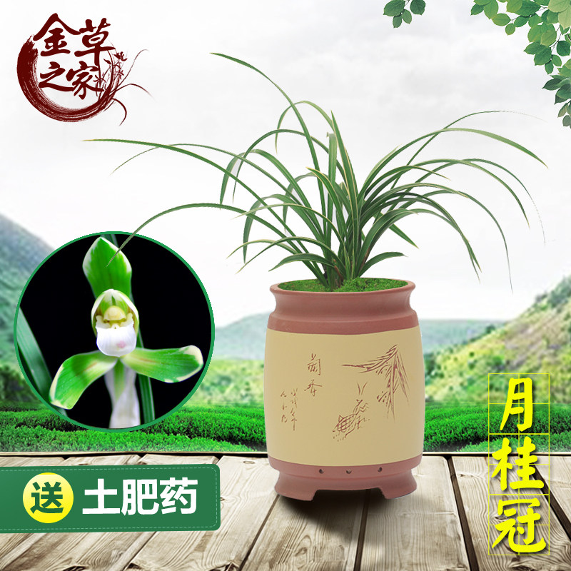 兰花苗 月桂冠 春兰名品金边花艺双全浓香绿植花卉盆栽春季带花苞