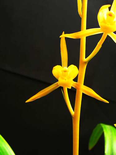 正品兰花苗盆景 墨兰名品【金公主】浓香绿植花卉盆栽园