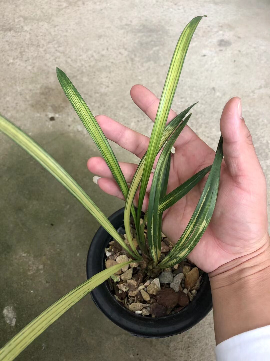 精品兰花～四季兰虎斑艺草～好养室内室外绿植浓香花卉盆栽