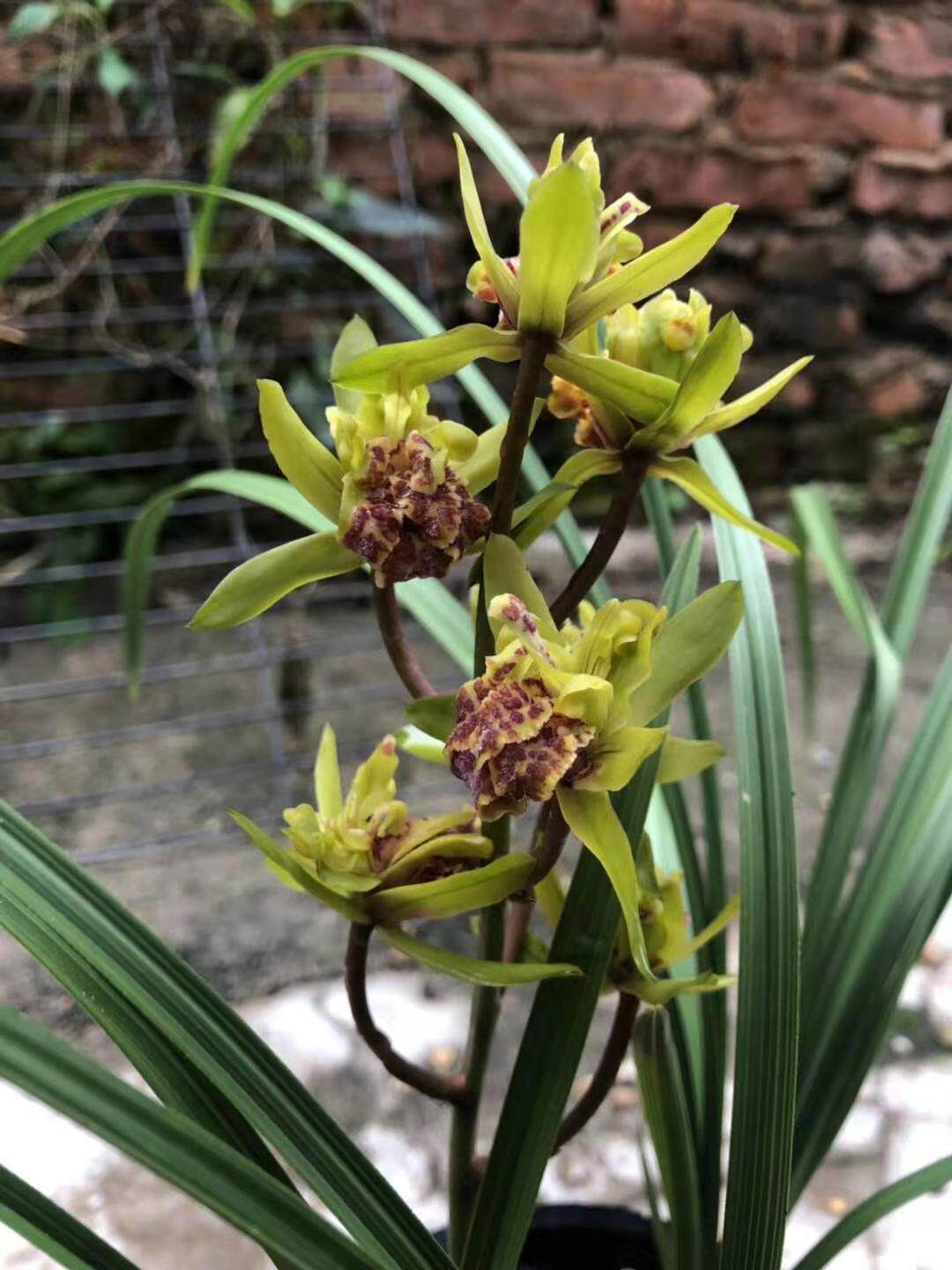 奇花蕙兰易开花大花浓香天骄牡丹室内兰草盆栽花卉观花包邮