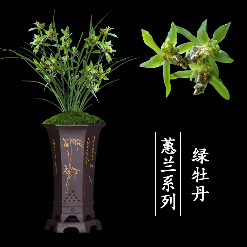 兰花盆栽植物室内蕙兰浓香无花苞好养客厅绿牡丹名贵极品兰花苗