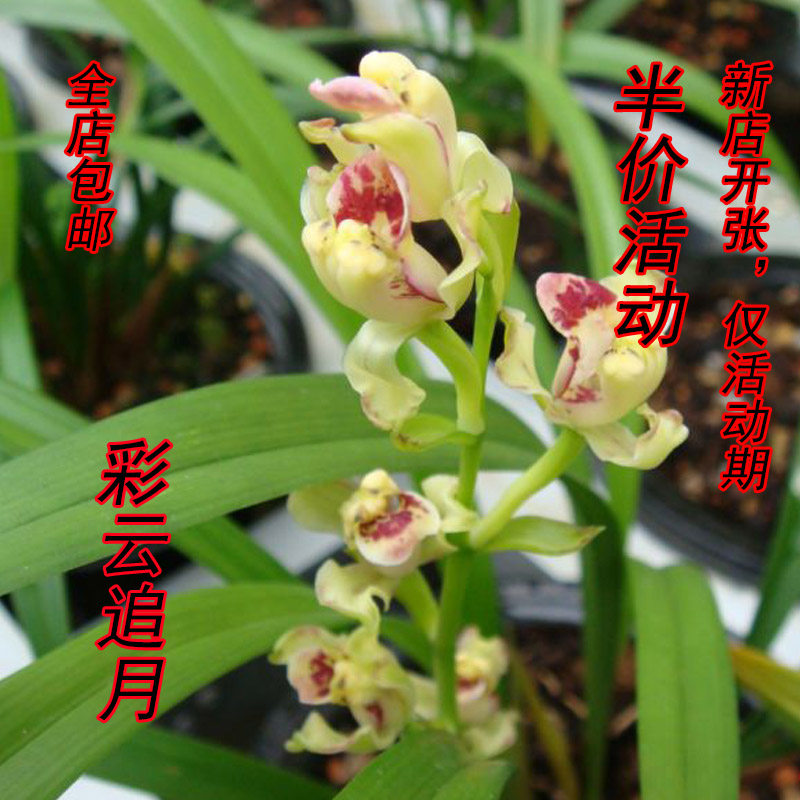 兰花苗 建兰彩云追月绿植盆栽四季兰 飘梅室内浓香花卉盆栽 兰花