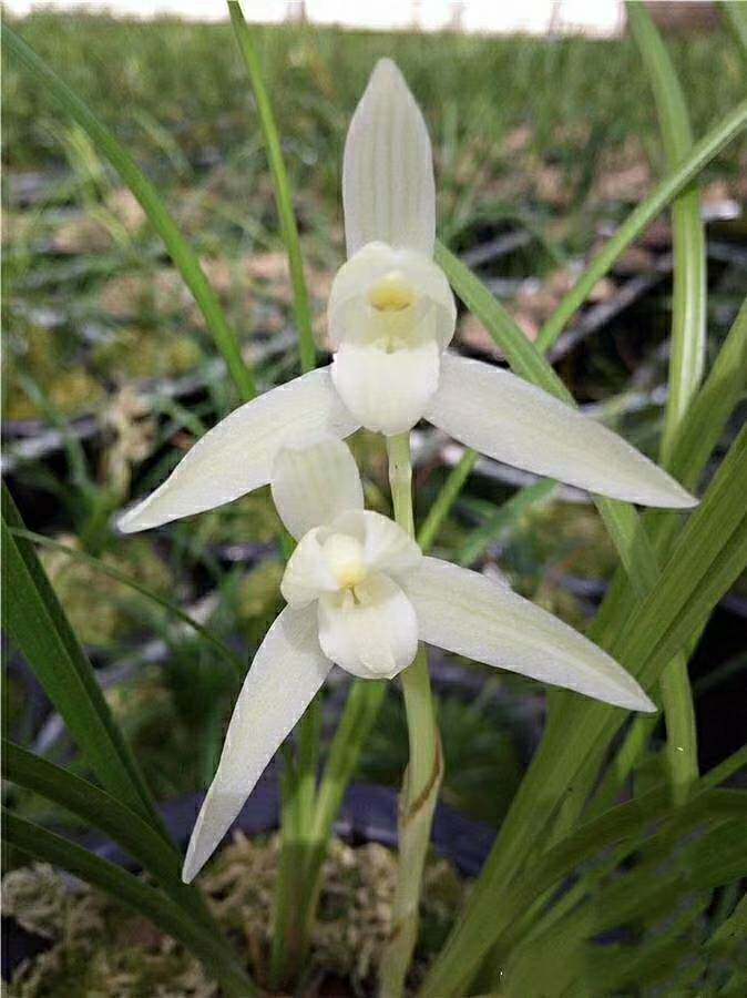 云南名品自然老种 莲瓣兰【羊脂白玉】浓香阳台绿植花卉盆栽