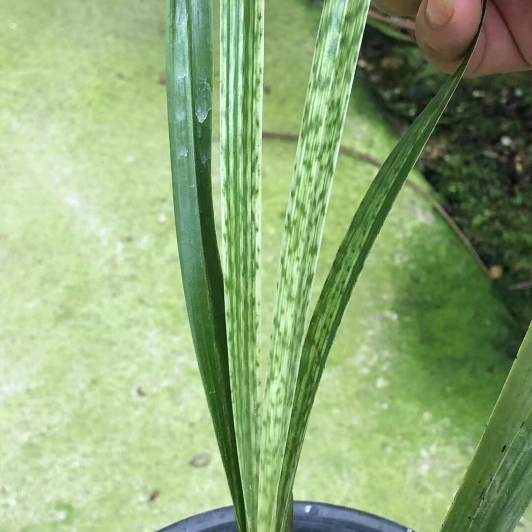 精品兰花~寒兰蛇斑艺草~美人鱼~浓香花期带花苞