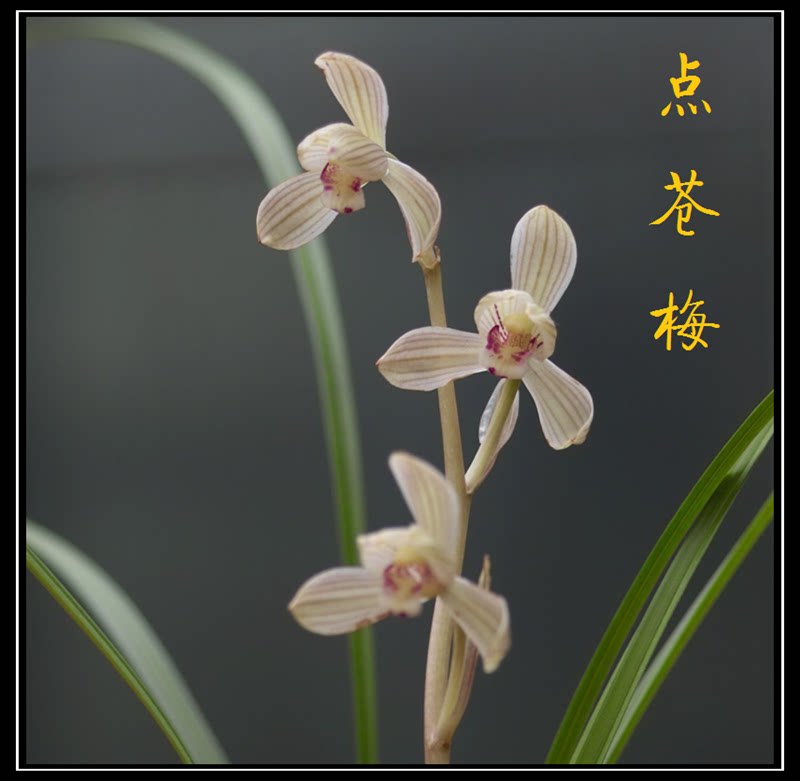 当年开花 兰花苗阳台花卉绿植盆栽 莲瓣兰 点苍梅长脚梅 自然种植