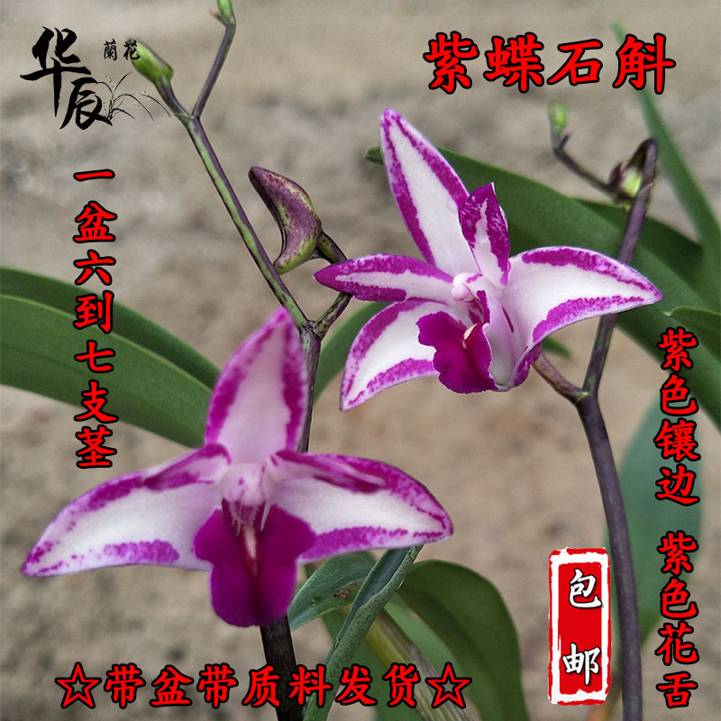 紫蝶香水石斛年宵花包邮