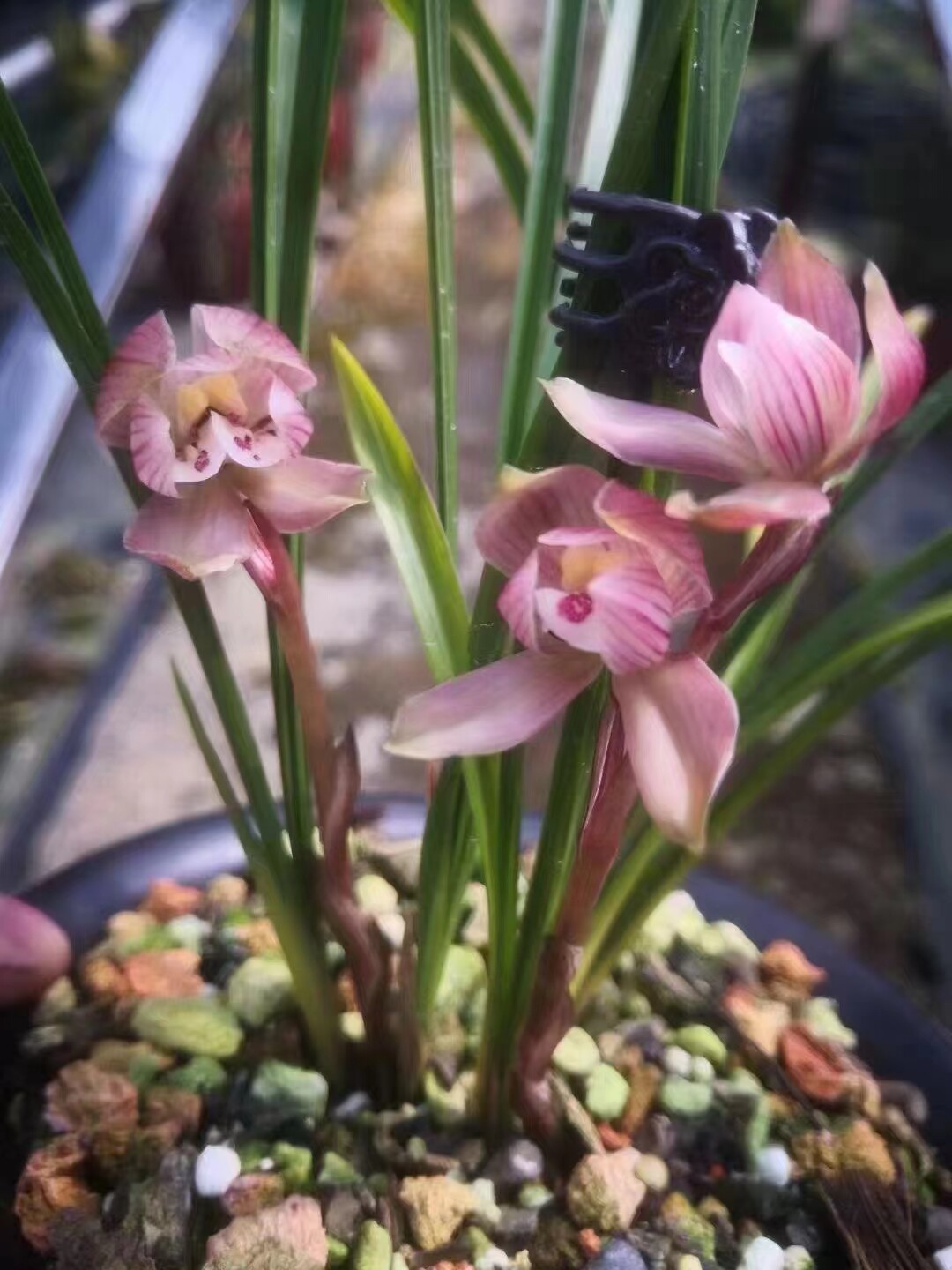 精品兰花春兰浓香色花～红塔宝鼎～花期带浓香花苞