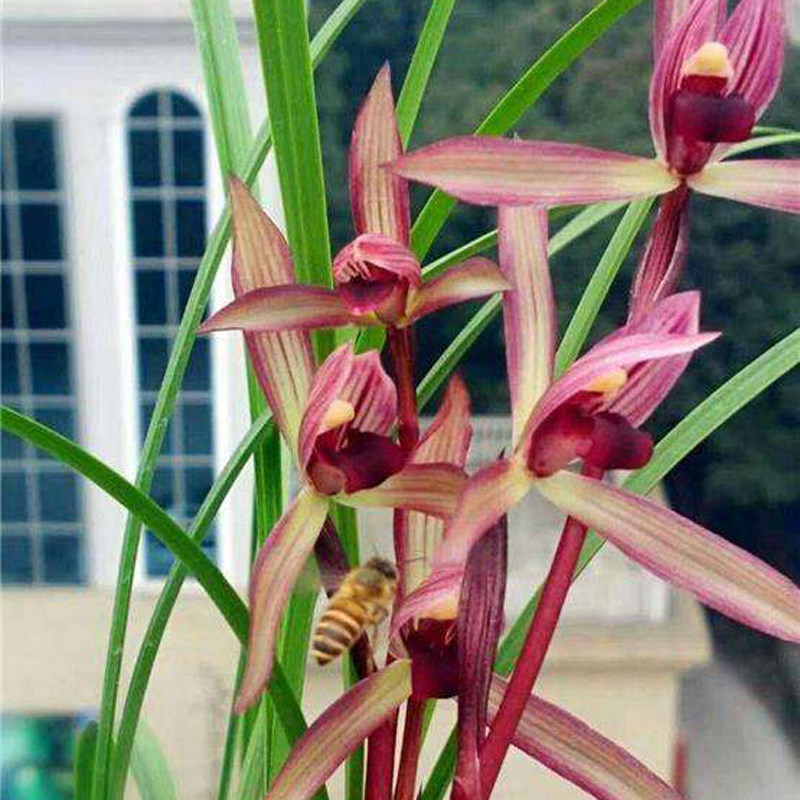 世界上超香兰花苗盆栽好发货 春兰腾越红素 花期带花苞室内花卉