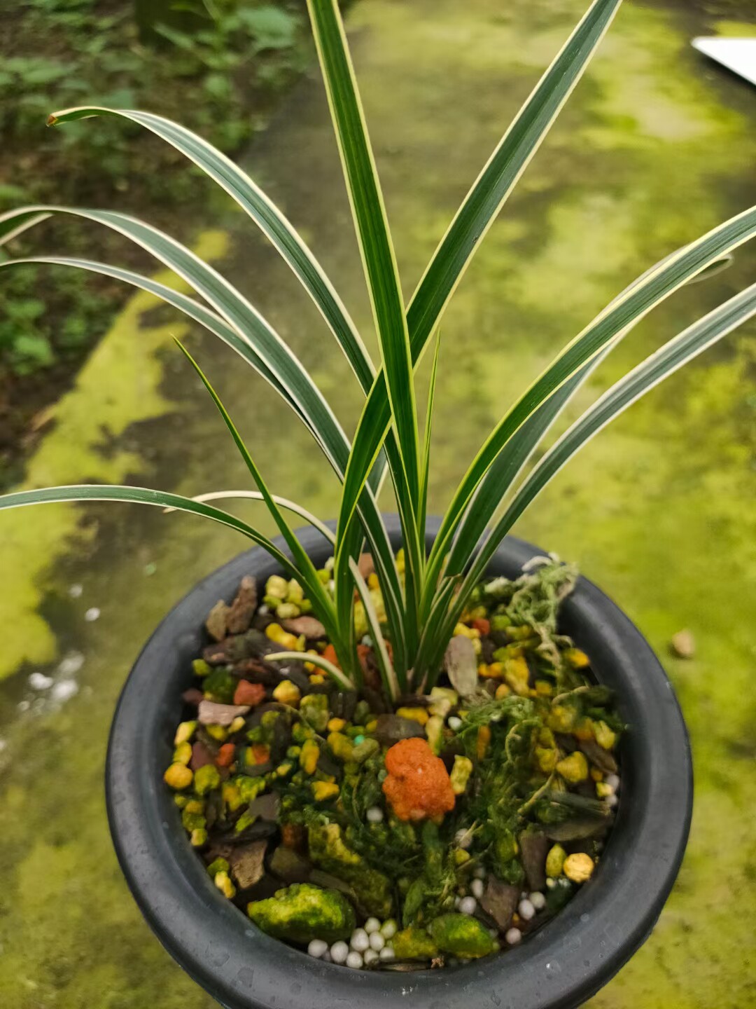 自然老种精品兰花浓香秋芝边艺矮种室内绿植小盆栽