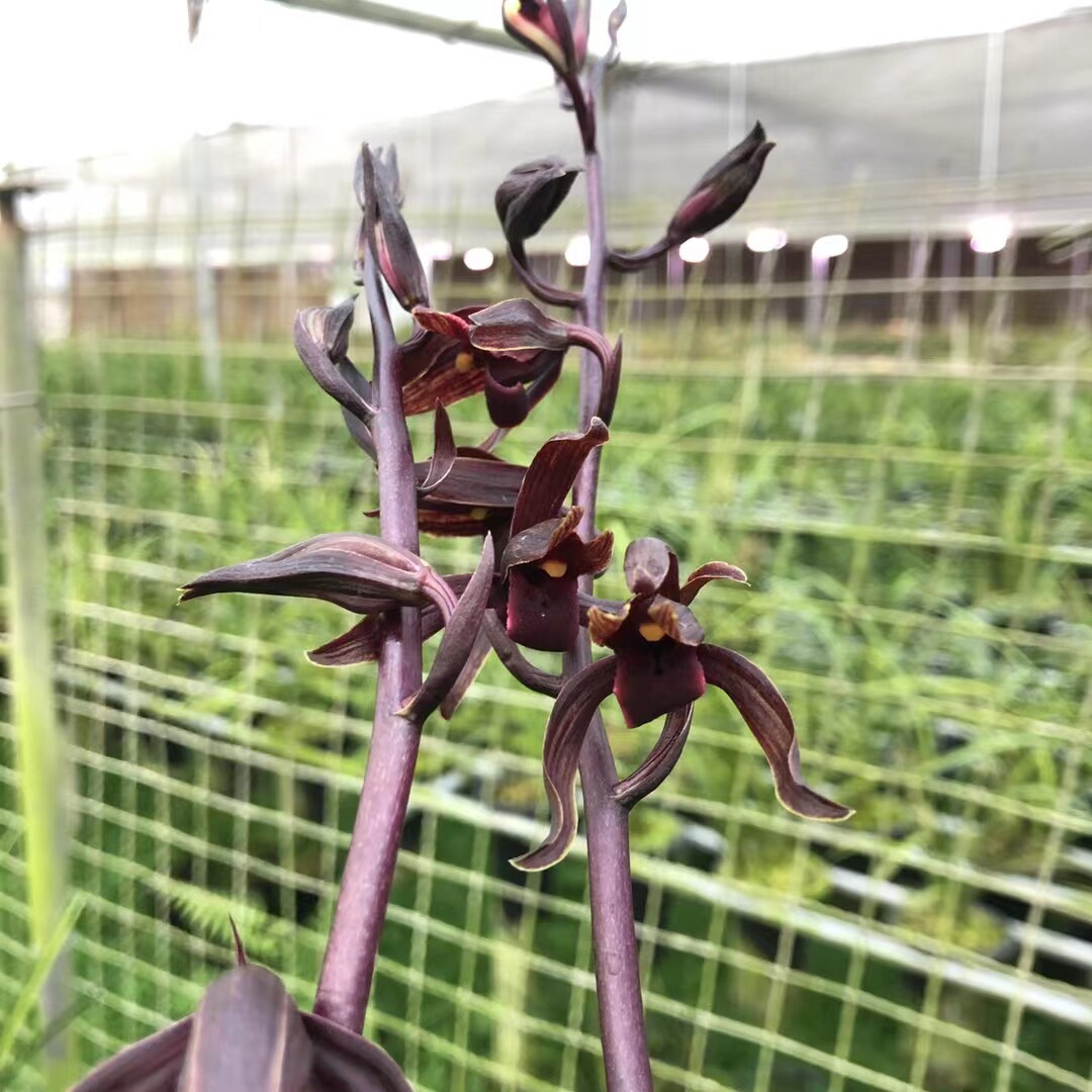 精品兰花墨兰大理黑花～紫红素～花期带浓香花苞包邮促销