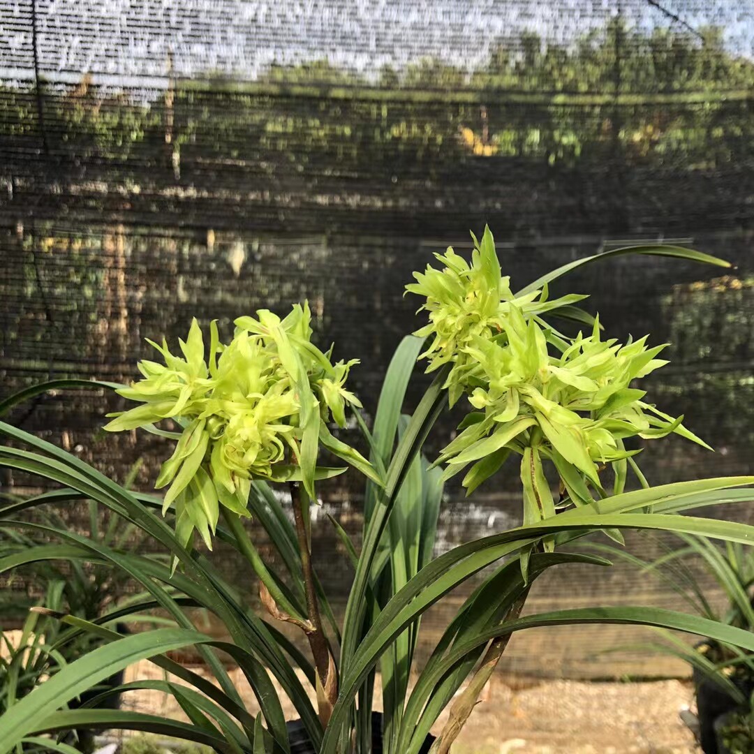 精品兰花春兰奇花浓香~花开富贵~年宵花带多多花苞